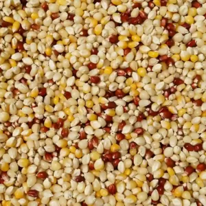 Little Organic Millet – 1.5 Kg